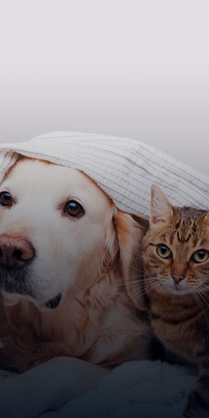 asistencia-mascotas-vitae-beneficios